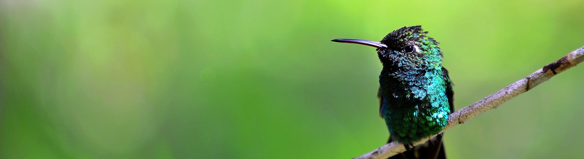 Ornitología en Cuba