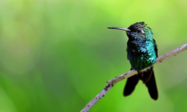 Ornithologie à Cuba